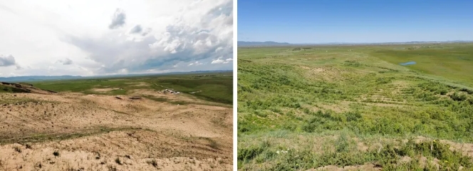 流动沙丘生态治理前后对比