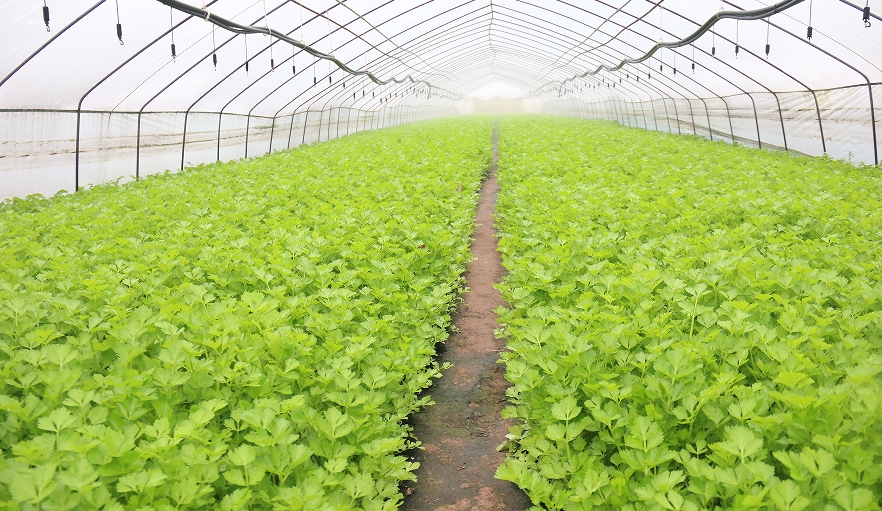 龙马潭区特兴街道安民村的向隆蔬菜基地大棚内，一片绿意盎然的景象。王有鹏供图