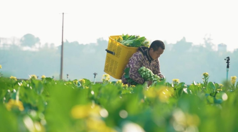 村民收获菜心。雁江区融媒体中心供图