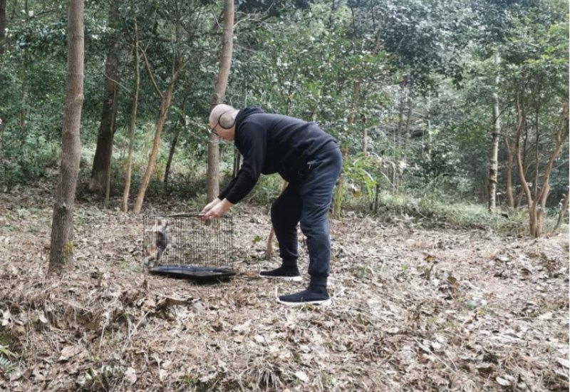 将羚羊放归自然。达川区林业局供图