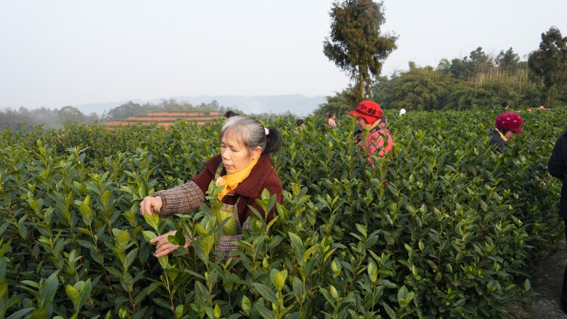 宜宾江安：早茶开启2026年新春第一采