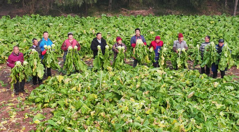 种植户吴小林的榨菜丰收场景。姚阳摄