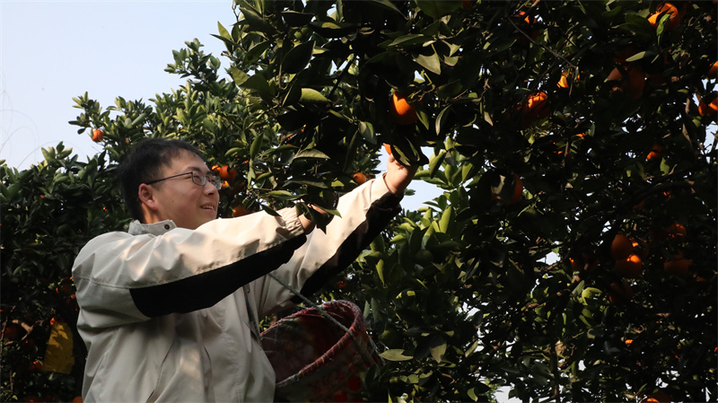 柑橘采摘。秦旭摄