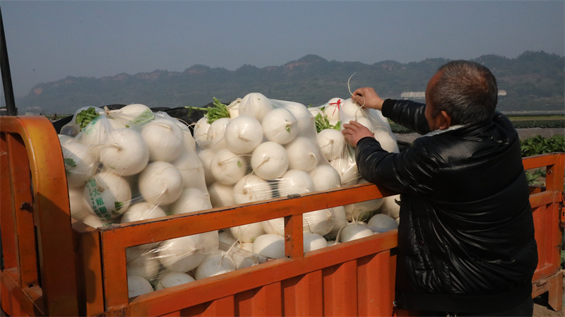 现场装车。秦旭摄