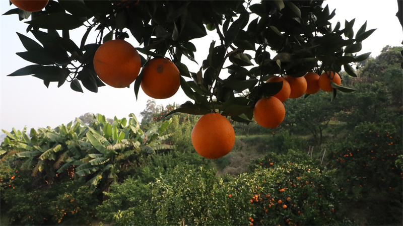 枝头俏。秦旭摄