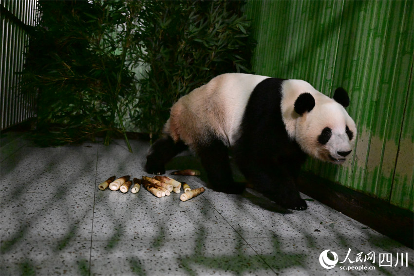 大熊猫“蕾蕾”。李传有摄