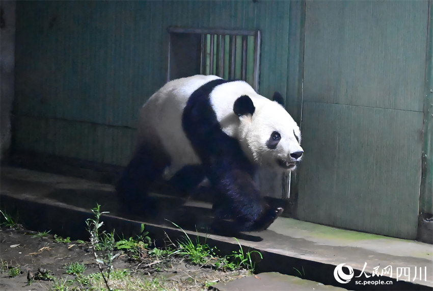 大熊猫“晓晓”。李传有摄