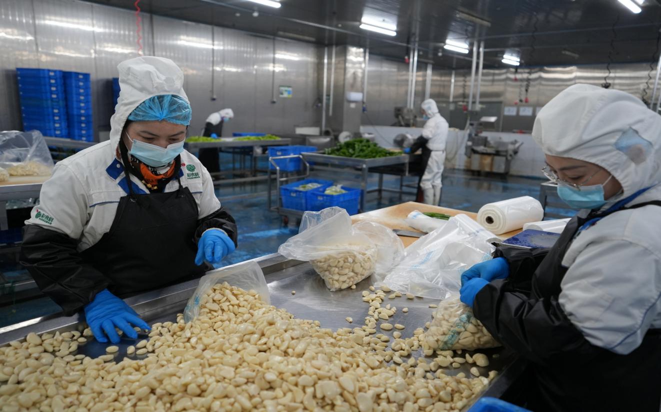 彩食鲜生产车间里，工作人员在分选蒜瓣。苏杭供图