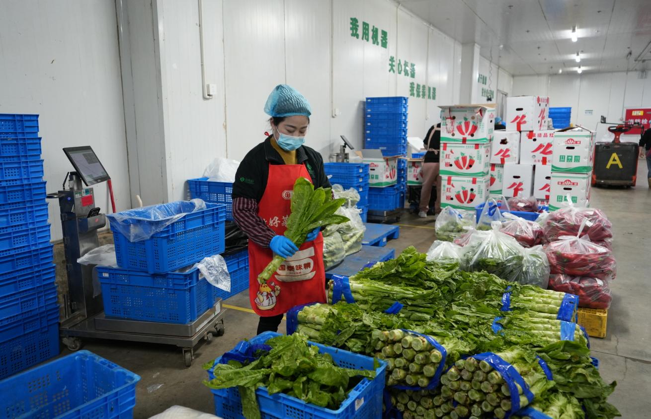毛菜加工车间里，工作人员在分选莴笋。苏杭供图