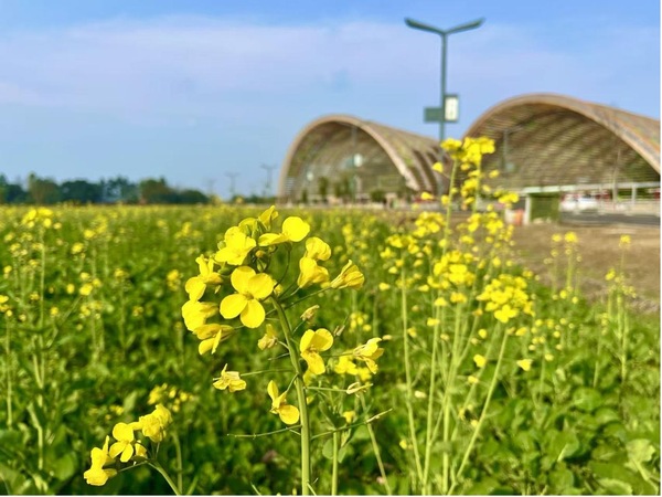 成都平原油菜花迎風綻放。成都農科院供圖