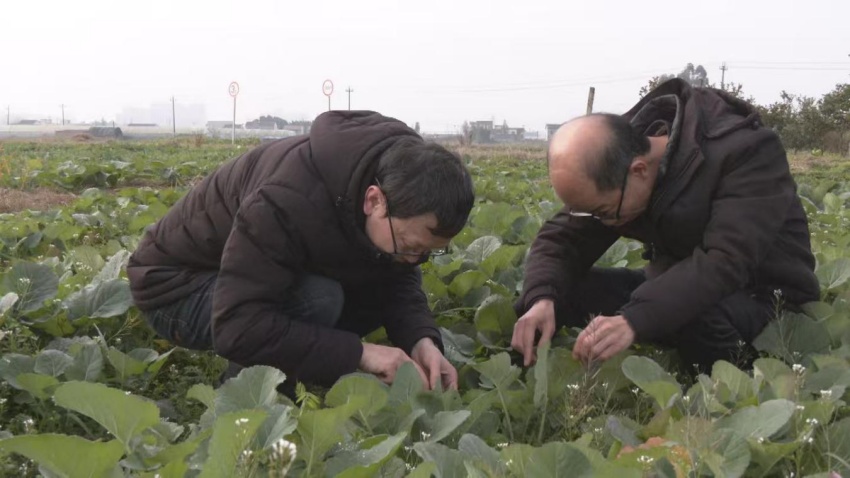 农技专家俯身查看苗情。李佳颖摄