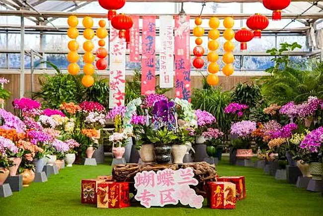 金温江年宵花市将在成都温江区光华公园前下穿隧道上广场热闹开市。温江区委宣传部供图