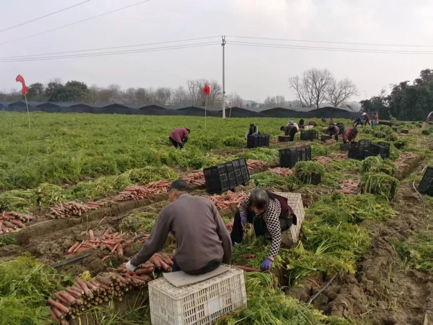 村民們分揀蘿卜。受訪者供圖