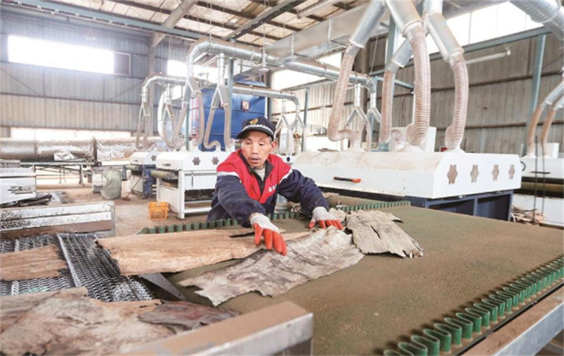 工人对杜仲皮压平整形。广元市融媒体中心供图
