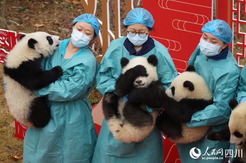 被奶妈抱着的熊猫宝宝们。人民网 罗昱摄