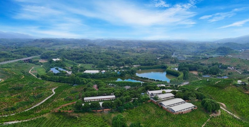 中國華商的種植基地。鐘自敏供圖