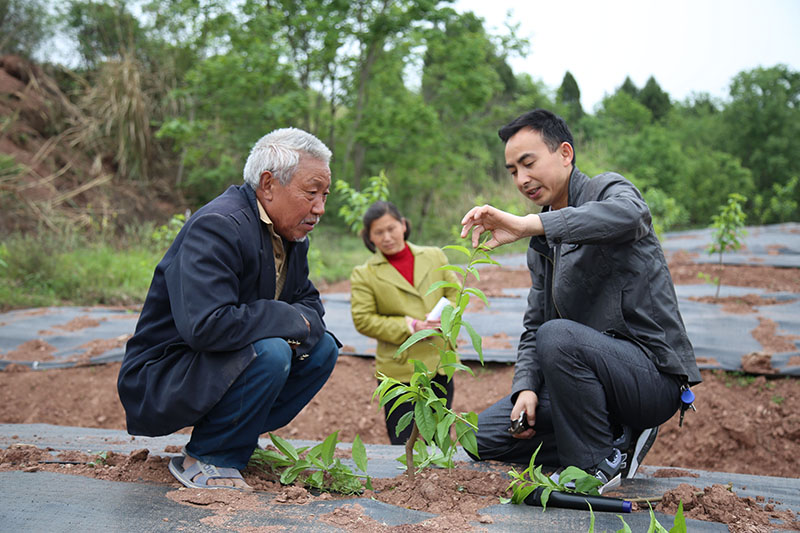 四川省農科院專家現場傳授種植技術。龍泉驛區農業農村局供圖