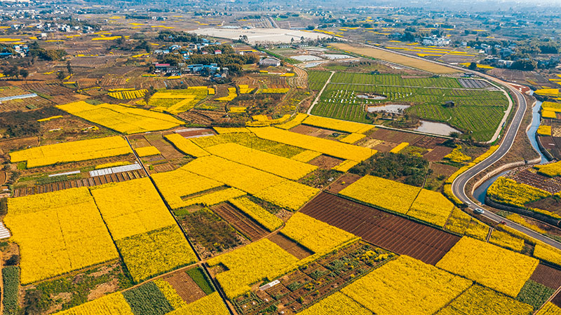 “未來田園”現代農業園區。龍泉驛區農業農村局供圖