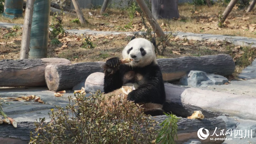 新春走基层|科技城里的文化味马年春节里的熊猫情(图3)