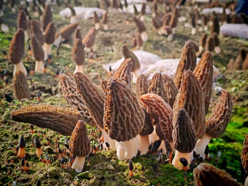 羊肚菌新品種新技術現場觀摩會。受訪者供圖