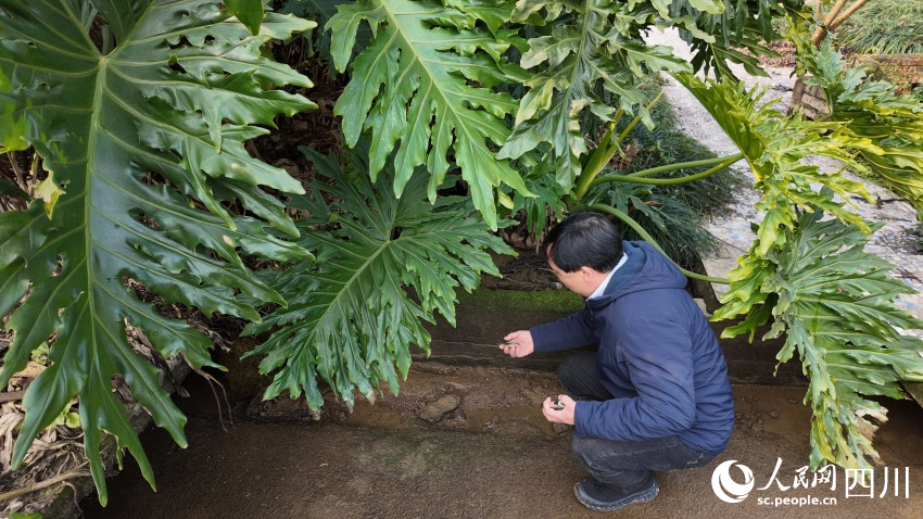 周亮捡起“走错路”的小鱼苗。人民网 袁曼倪摄