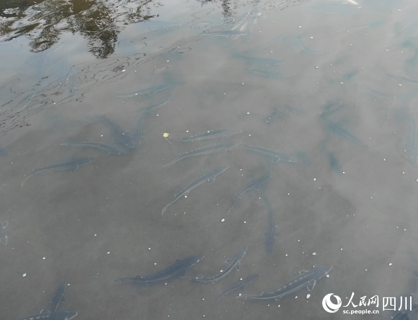 游动中的长江鲟。人民网 袁曼倪摄