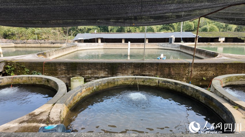 研究所的鱼池。人民网 袁曼倪摄