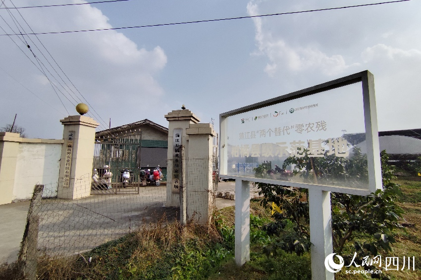 蒲江縣橘兆鄉田家庭農場。人民網記者 朱虹攝