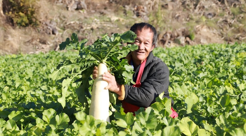 烟农在地里采收后茬萝卜。米易县烟草专卖局（分公司）供图