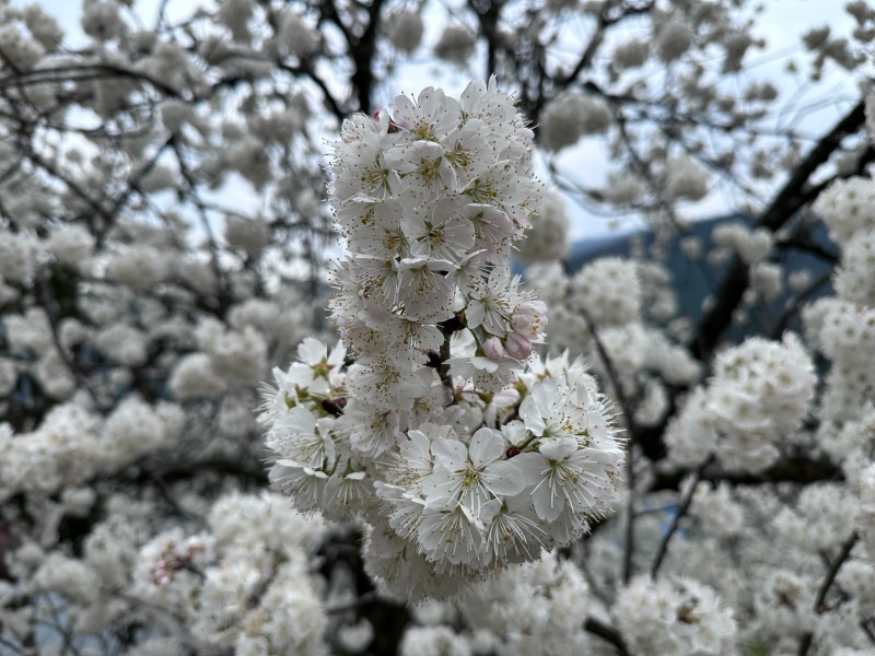 盛开的樱花。冉金鹭摄