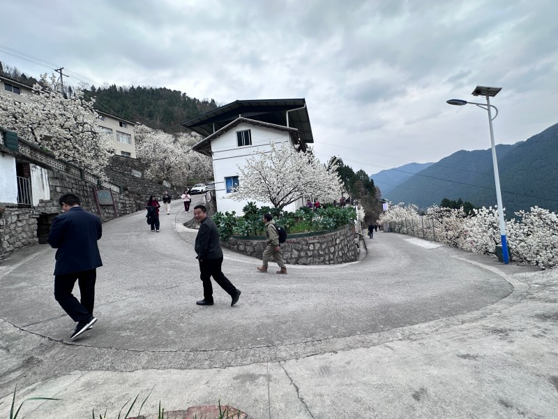 游客在樱花谷游玩。冉金鹭摄