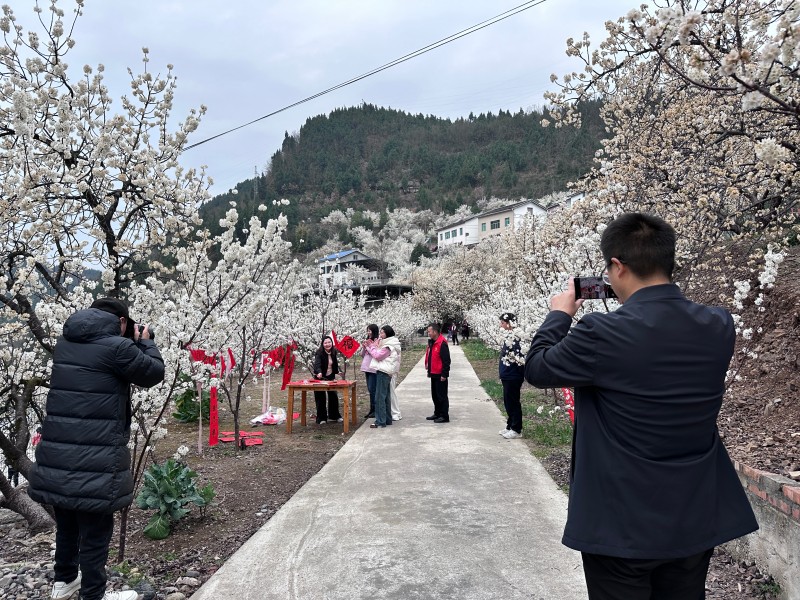 游客在樱花园里体验传统文化。冉金鹭摄