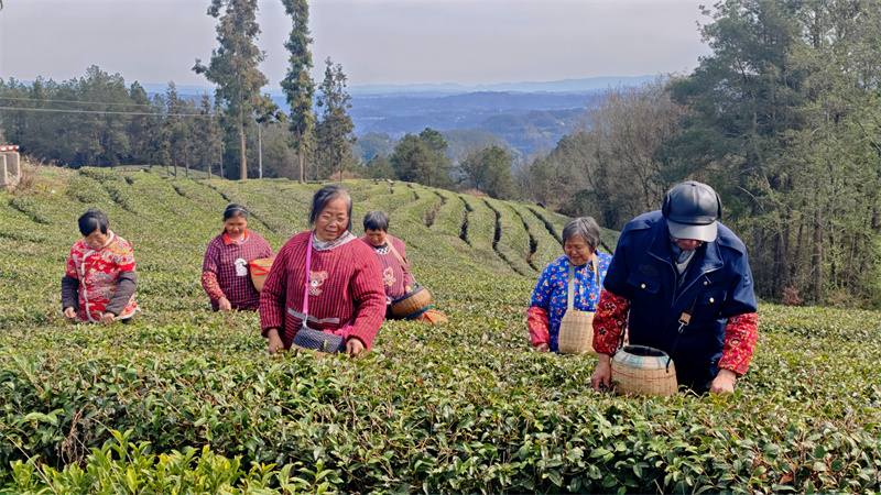 茶農在茶園採茶。旺蒼縣融媒體中心供圖
