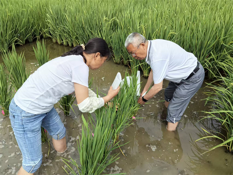 专家在“王家贡米”产业技术研究所育种基地内检查秧苗情况。昭化区融媒体中心供图