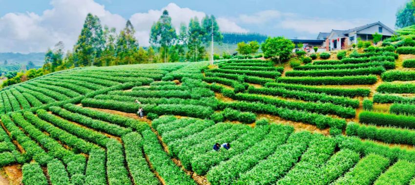 青神縣西龍鎮萬溝村成片的茶園綠意盎然，茶香四溢。古良駒攝