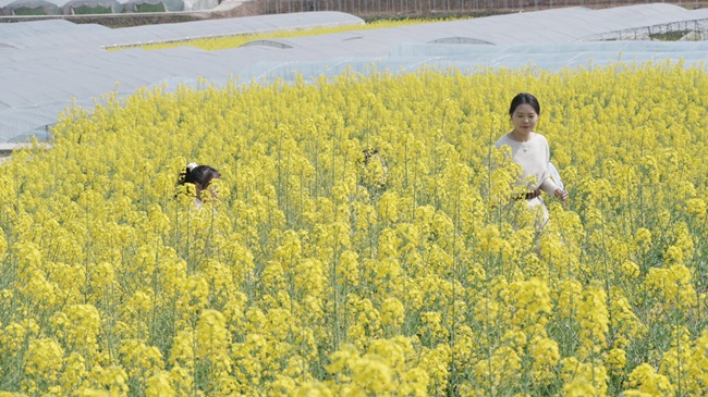 油菜花海引客來。徐振宇供圖