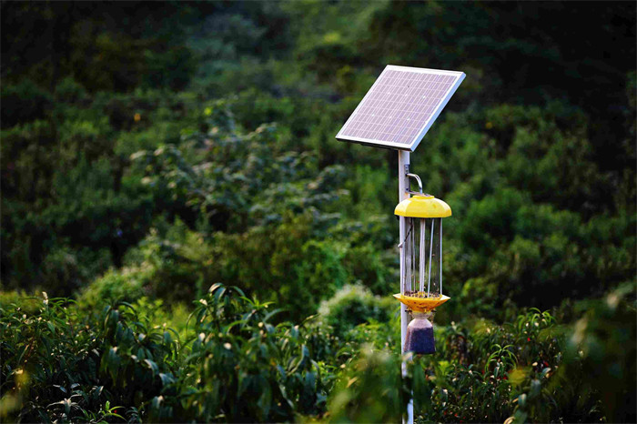 绿色防控。龙泉驿区农业农村局供图