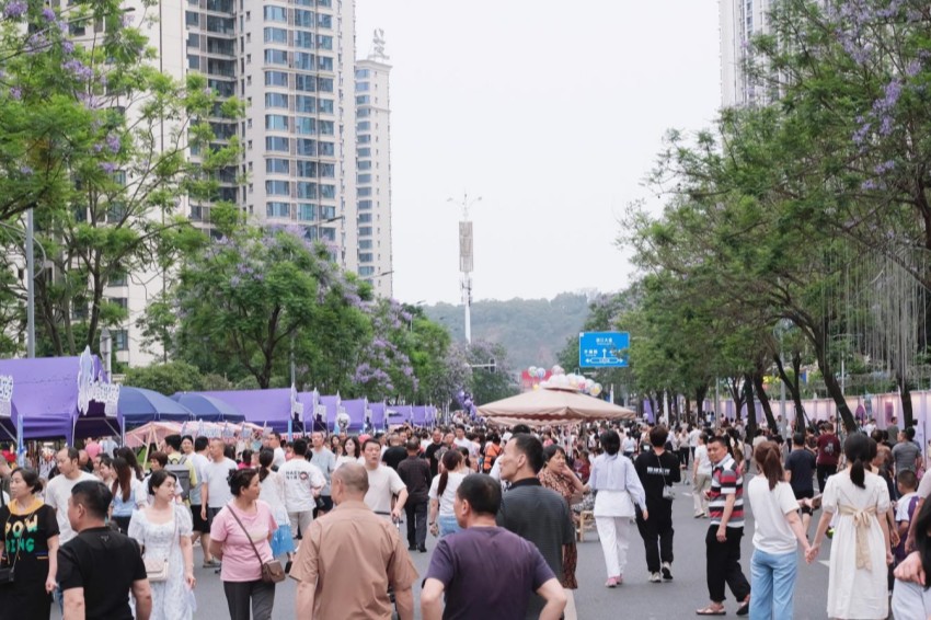 藍花楹大道。宋海滔攝