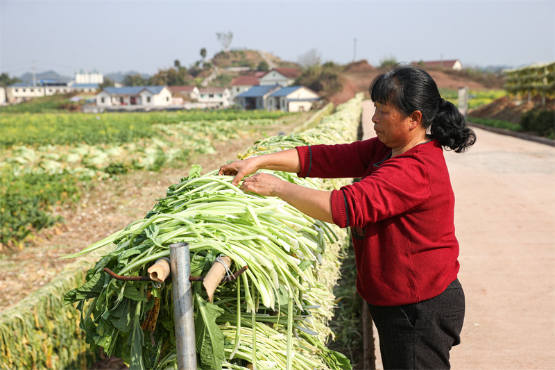 菜农晾晒青菜。翠屏区融媒体中心供图