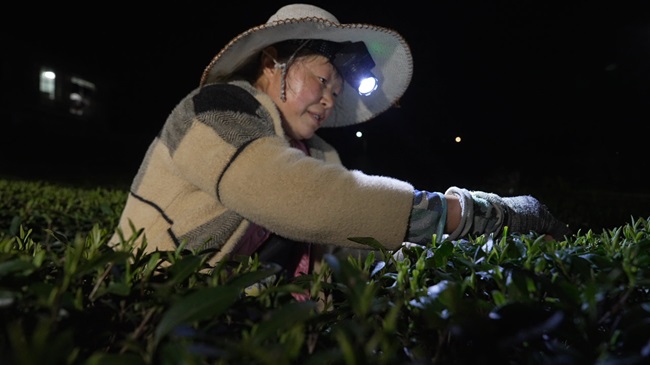 采摘春茶。徐振宇供图