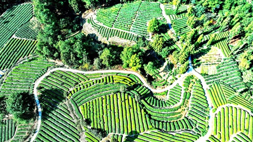 茶园。徐振宇供图