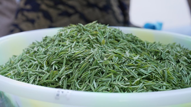 早春茶鲜叶收购现场。徐振宇供图