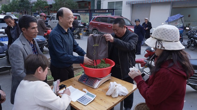 早春茶鲜叶收购现场。徐振宇供图