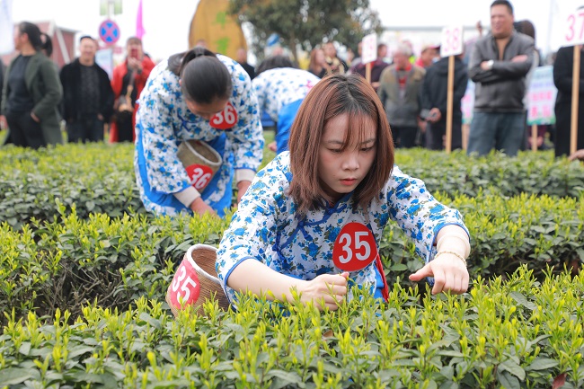 采茶比赛。荣县融媒供图
