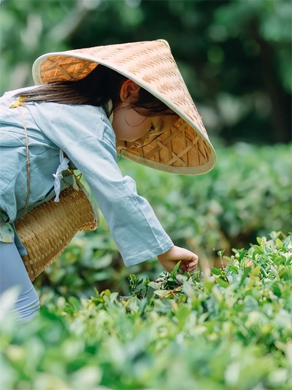 採摘茶葉。成都市文廣旅局供圖