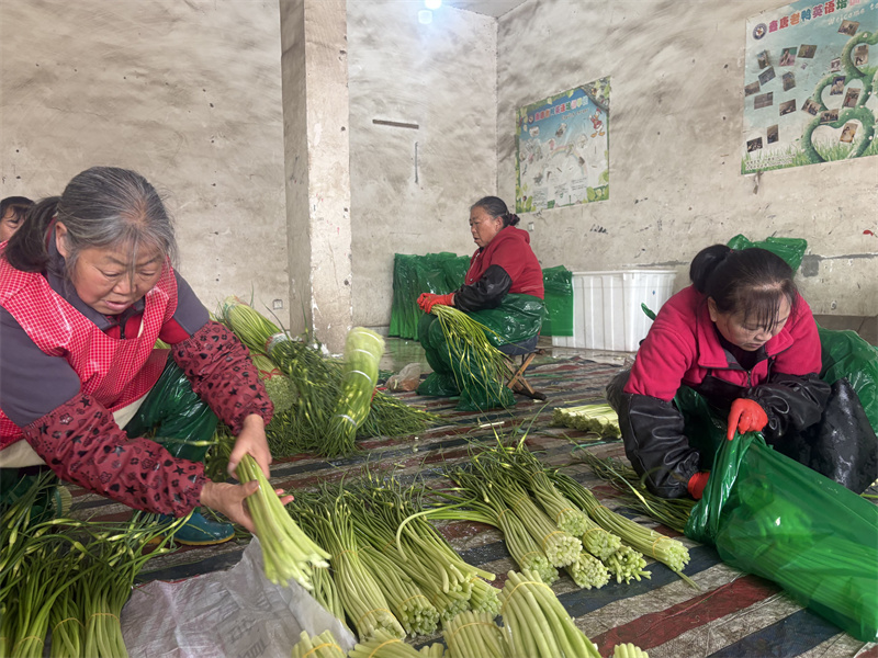 菜农正在整理蒜薹。廖艺灿供图