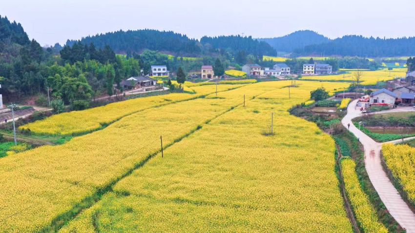 通賢鎮金剛村油菜花迎來盛花期。黃仁志攝