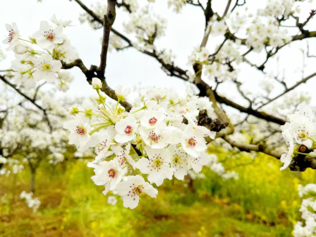 漫山梨花。簡陽市融媒體中心供圖