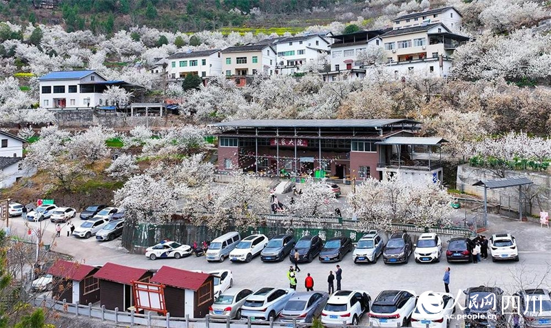 朝天区沙河镇樱桃花谷，千余亩樱桃花竞相开放。夏博摄