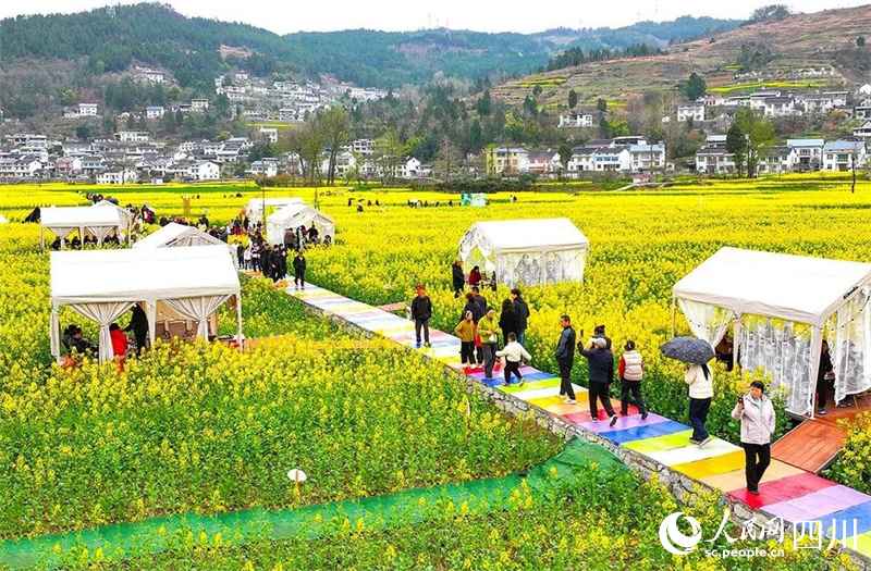 朝天区羊木镇，金灿灿的油菜花海吸引游客前来打卡体验。夏博摄